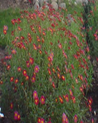 Agerantemo rojo
